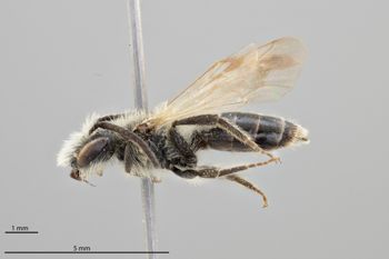 Media type: image;   Entomology 518920 Aspect: habitus lateral view